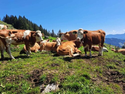 Kühe Landwirtschaftliche Fortbildung