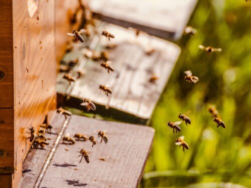 Bienen fliegen aus Bienenstock