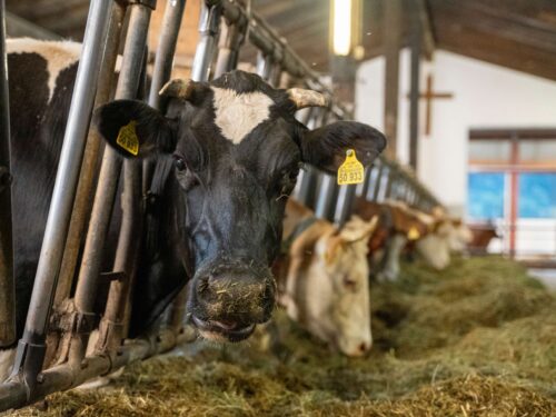 Kühe im Stall, Probiotische Stallhygiene