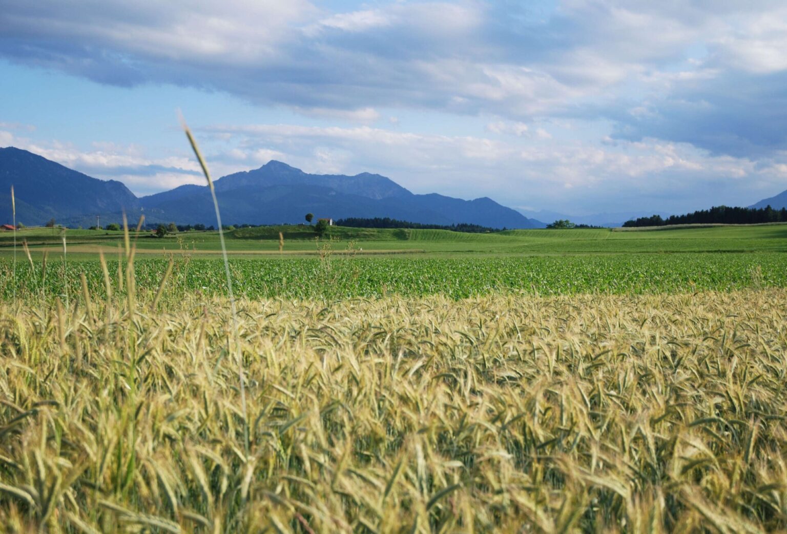 Boden ohne Gentechnik