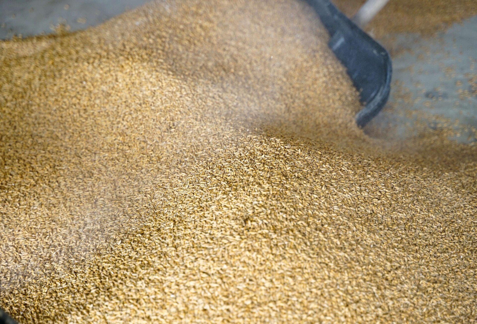 Saatgutbeizung  der optimale Start fr ertragreiche Frchte
