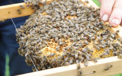 EM Anwendung bei Bienen
