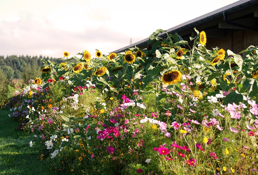 Sonneblumen Bienennahrung | Chiemgau Agrar