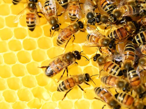 bienen mit em