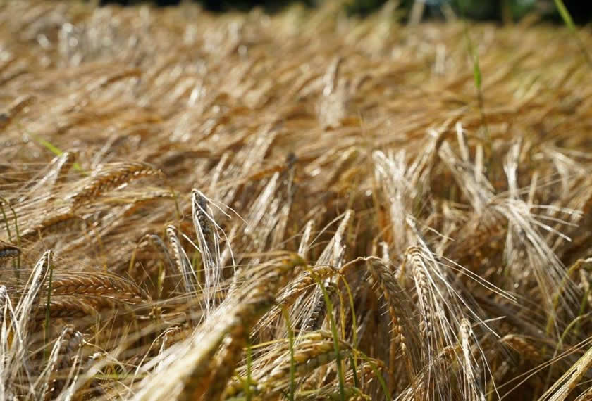 Stroh pressen mit EM- Getreide reif zur Ernte