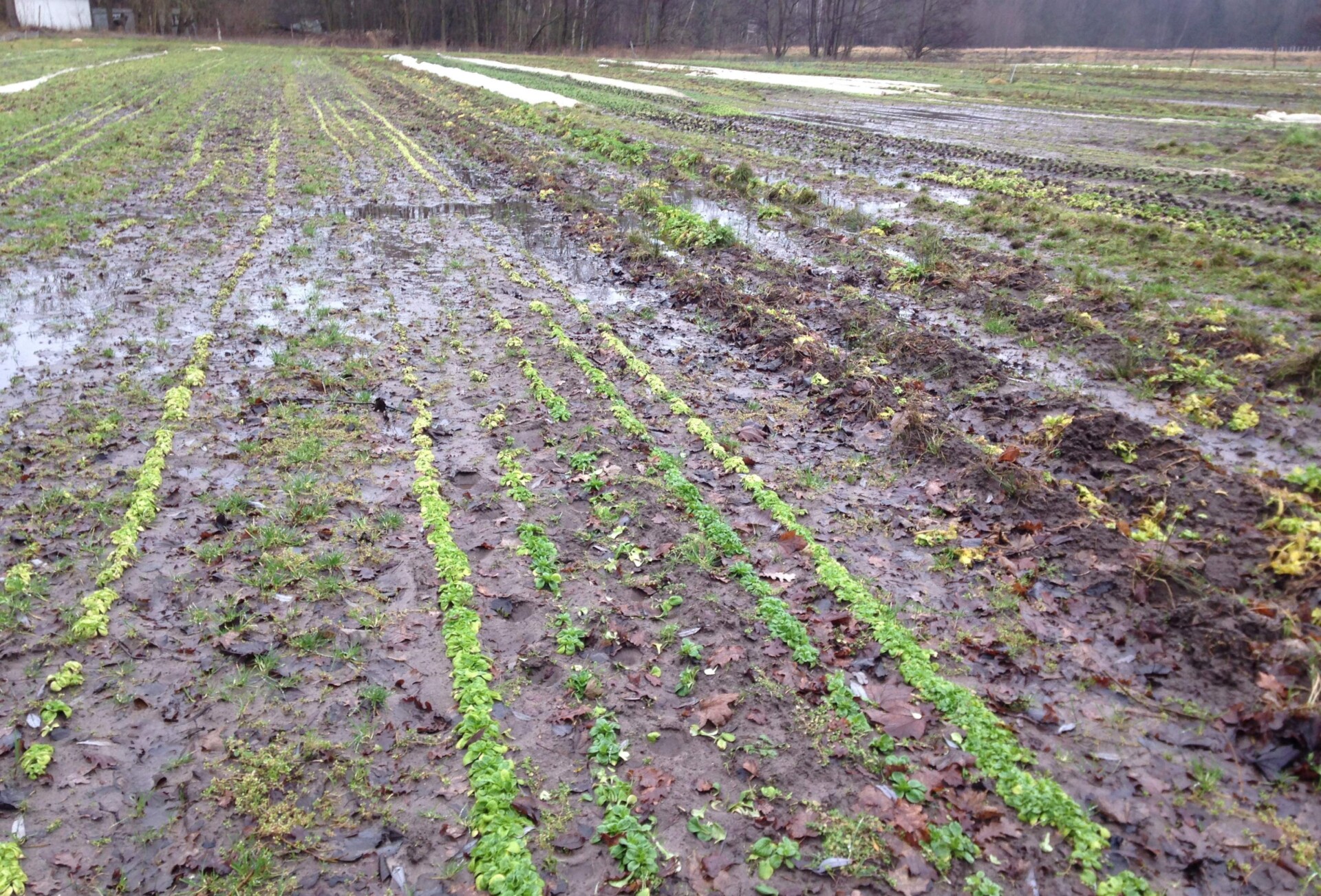 Staunässe nachhaltig beheben | EM in der Landwirtschaft
