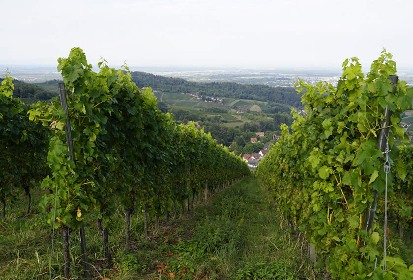 Weinanbau Regenerativ