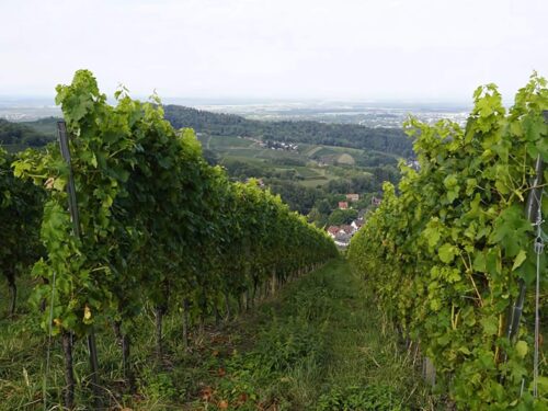 weinanbau alde gott em-winzer