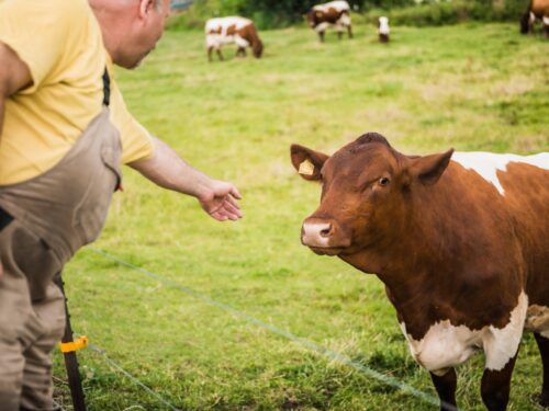gesunde langlebige rinder