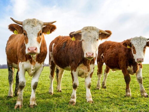 Weideparasiten bei Rinder vorbeugen