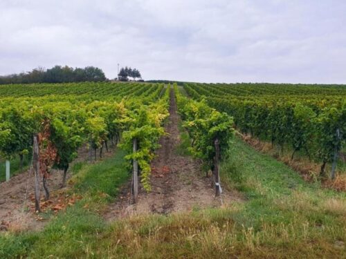 Feldtag zum Thema „regenerativer Weinbau“