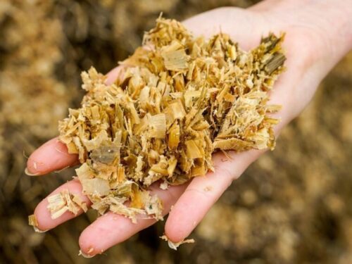 Schimmel in der Maissilage