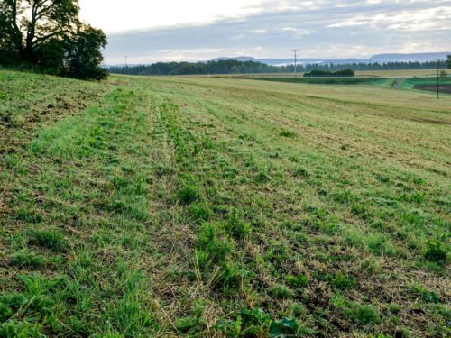 untersaat im getreide