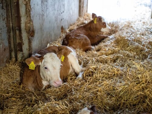 einsatz cfke und futterkohle bei kummerer kalb