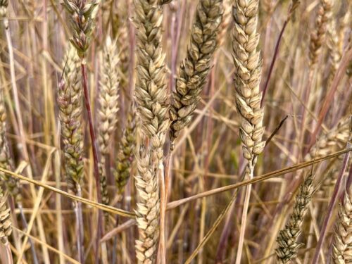 Kalkmangel im Frühjahr: Auswirkungen auf Pflanzen und Boden