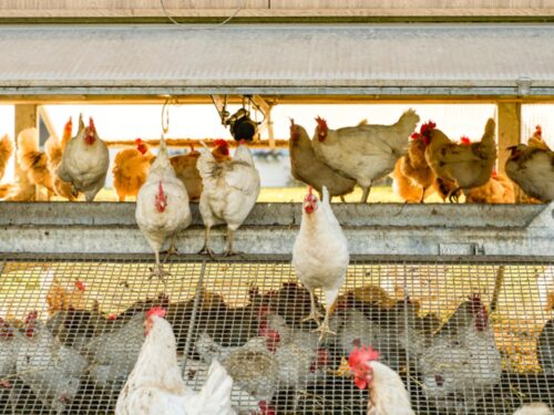 Huehner Huehnermobil