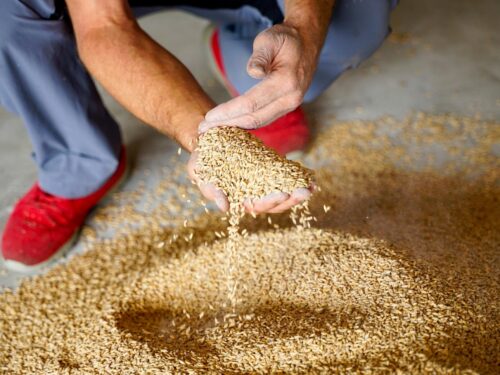 Saatgutbehandlung für das Wintergetreide mit EM