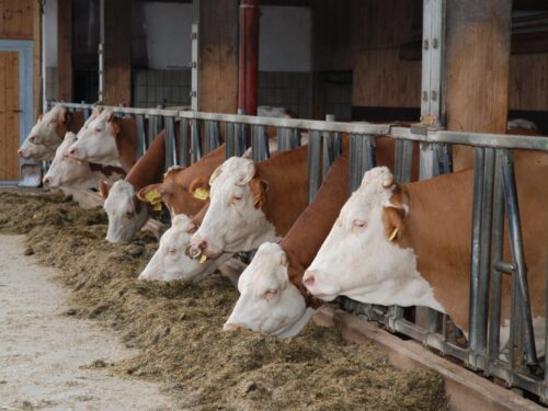 Tierarztkosten senken mit dem Rosenheimer Projekt