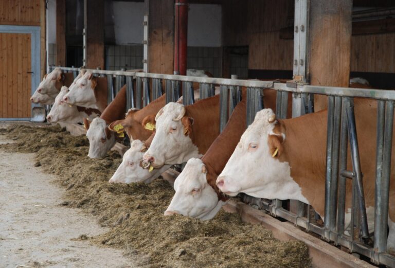 Tierarztkosten senken mit dem Rosenheimer Projekt