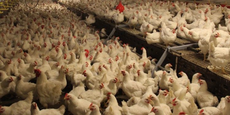 Hühner und Hähne im Geflügelvermehrungsbetrieb