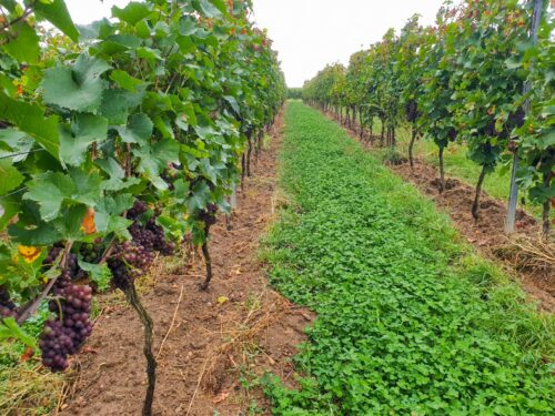 untersaat effektive mikroorganismen