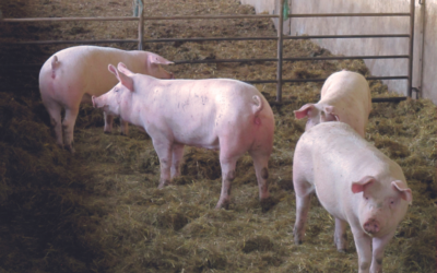 Mastschweine im Auslauf mit EM Vernebelung und auf EM Stroh