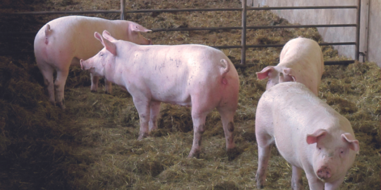 Mastschweine im Auslauf mit EM Vernebelung und auf EM Stroh