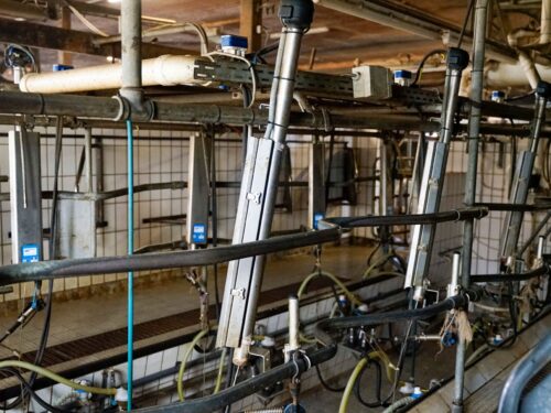 melkstand reinigen mit effektiven mikroorganismen