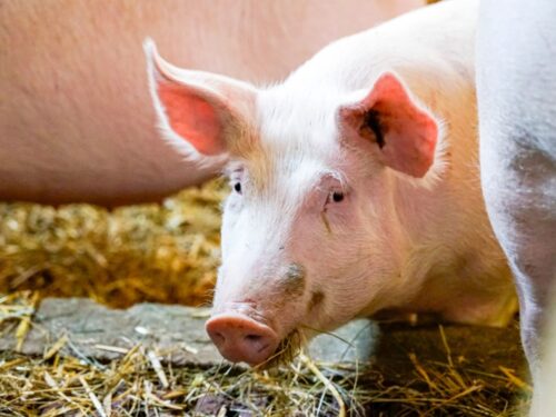 ferkelaufzucht mit effektiven mikroorganismen