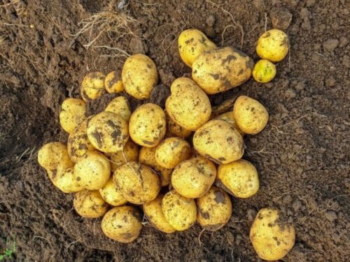 saatkartoffeln mit em beizen