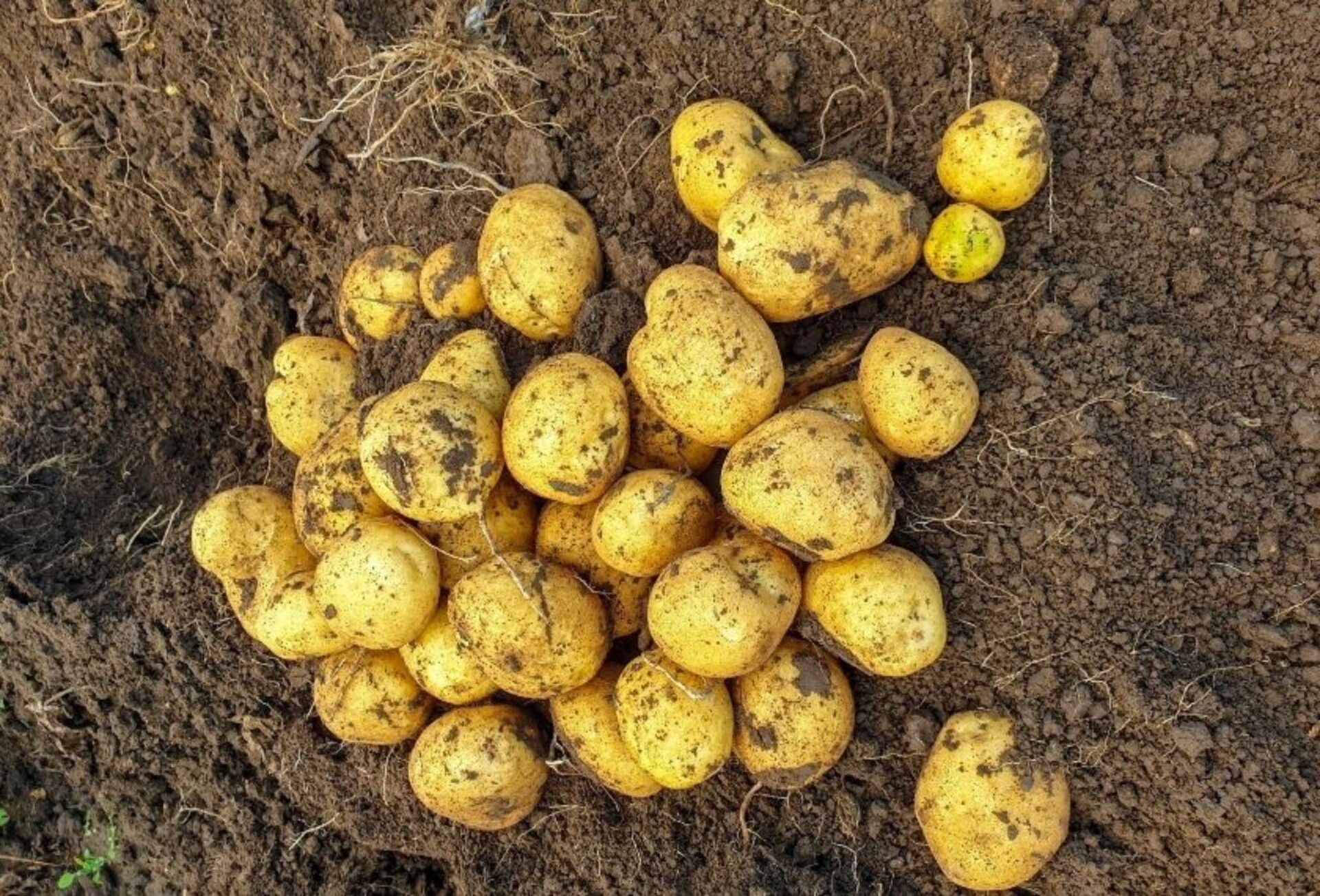 Saatkartoffeln mit EM beizen