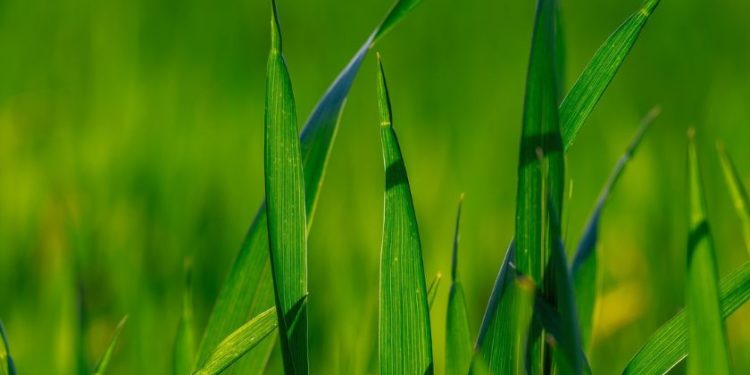 Vitalisierung Getreide- Getreide Halme