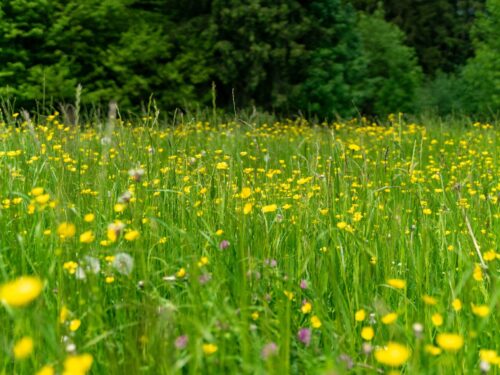 grünlandpflege für ein artenreiche effektiven mikroorganismen (1)
