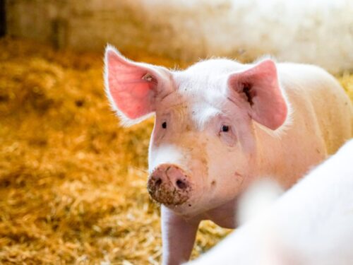 schweinehaltung mit effektiven mikroorganismen