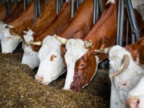 5 Vorteile von stabiler Grassilage