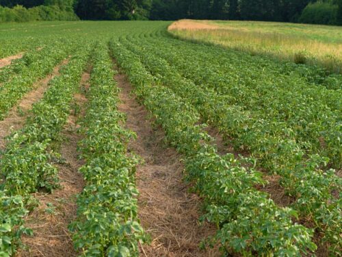 Regenerativer Kartoffelanbau im Mulchverfahren