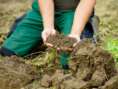 humusaufbau regenerative landwirtschaft