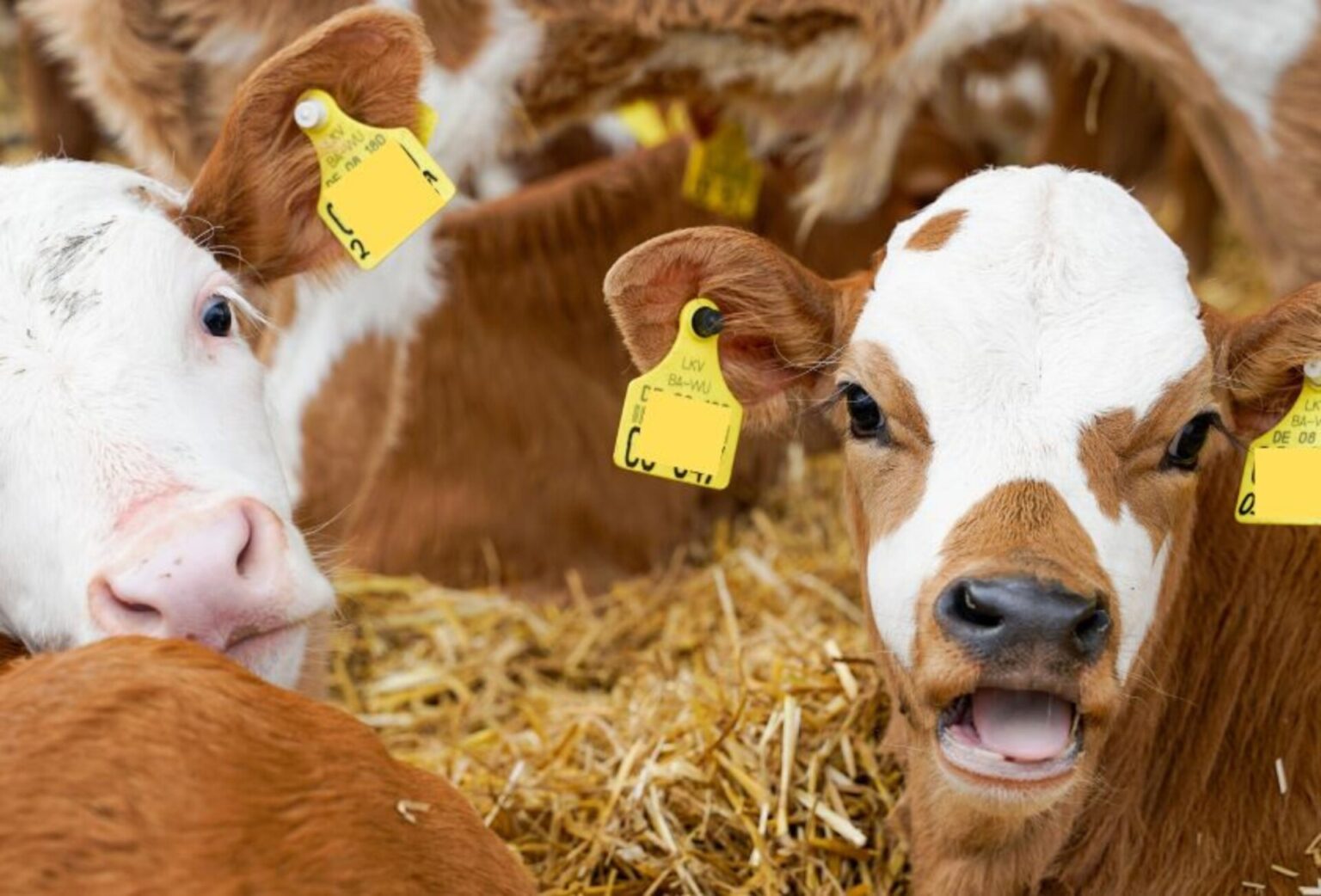 kälberhusten vorbeugen mit effektiven mikroorganismen (1)