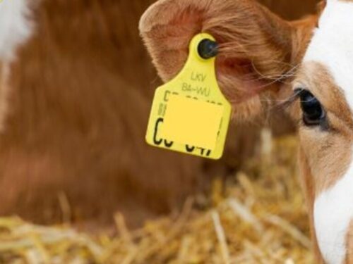 kälberhusten vorbeugen mit em