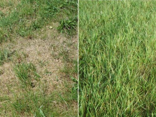 Wasserschutz Und Gruenland Diabosa Einsatz 1