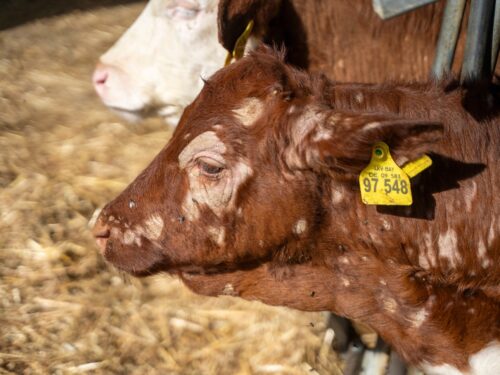 kälberflechte natürlich behandeln