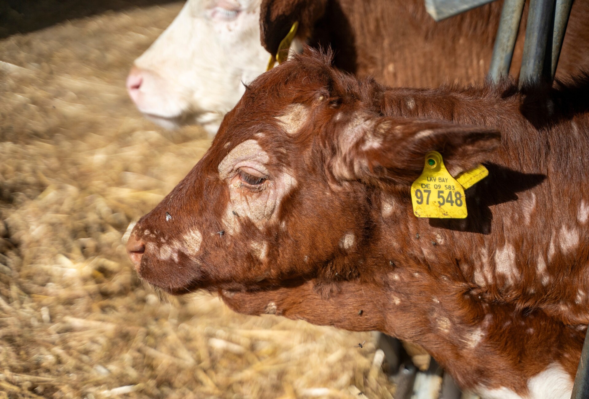 Glatzflechte Rind Kälberflechte natürlich behandeln