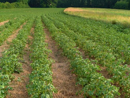 kartoffelanbau mit mulch - wasser sparen