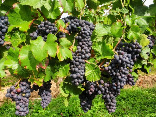 regenerativer weinbau burgunder weintrauben