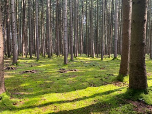waldbewirtschaftung waldstück regenerative landwirtschaft