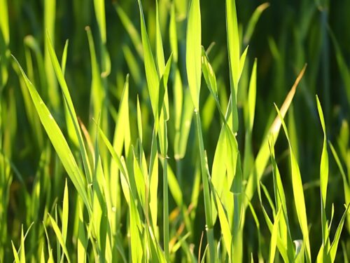 vitalisierung getreide regenerative landwirtschaft