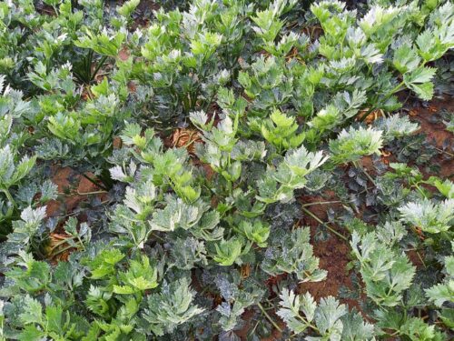 kristallkalk sellerie sonnenschutz für pflanzen