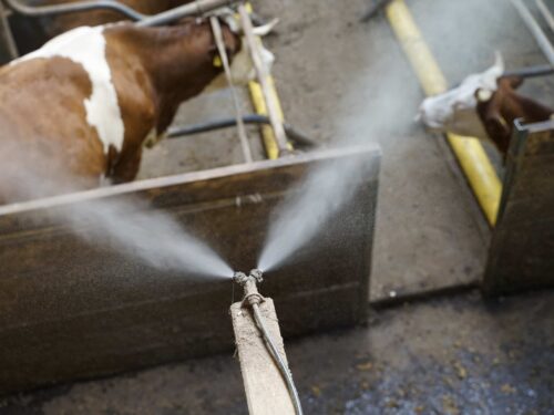 stallverneblung cfke stall hygiene