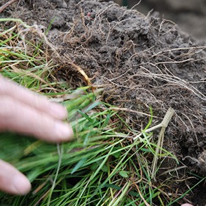 Boden Humus Landwirtschaft Mikroorganismen 1 20241118 074158