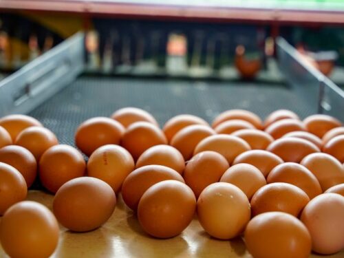 eier legehennen kaufen oder legeperiode verlängern